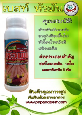 แฟ้มขาย  เบสท์หัวมัน.jpg