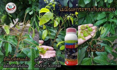 ตัดใบระดับพรีเมี่ยม.jpg