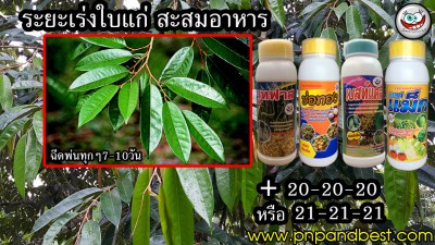 3 ระยะเร่งใบแก่สะสมอาหาร.jpg